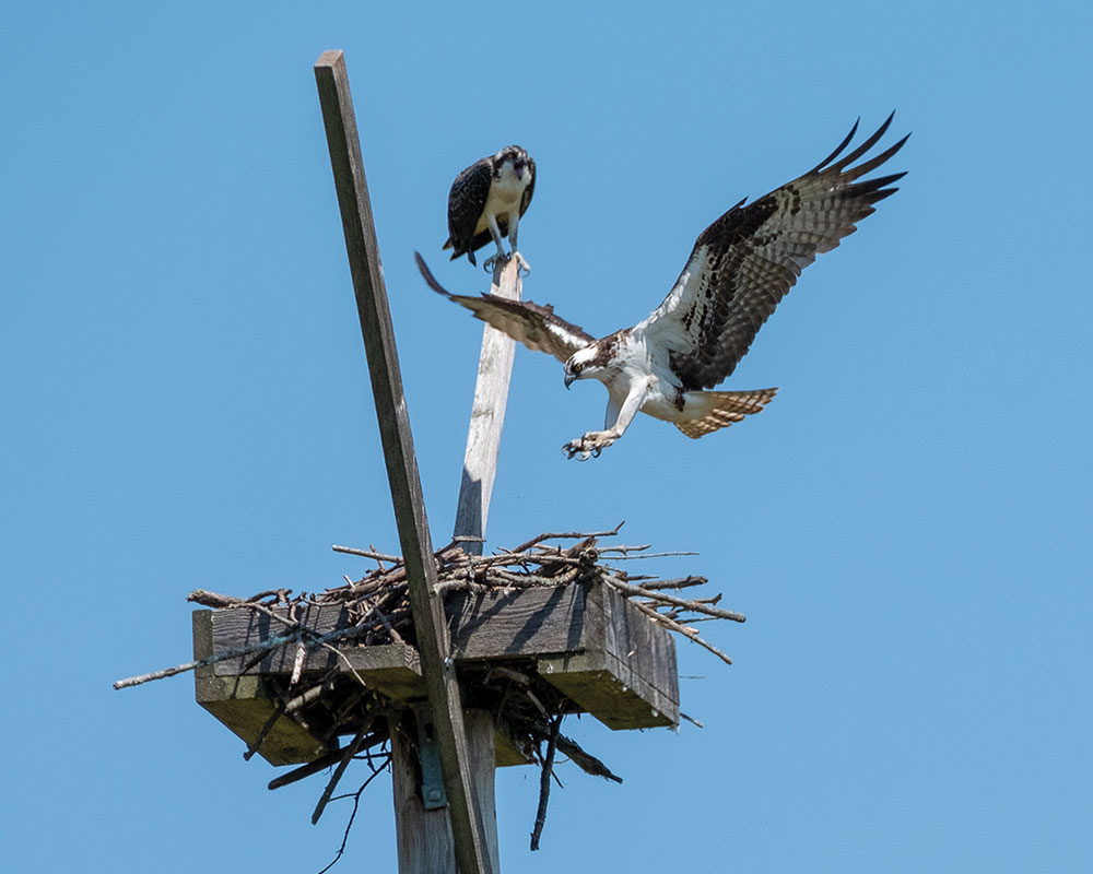 osprey flying into its nest