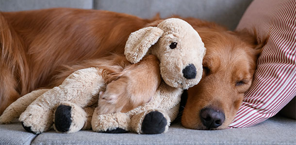 golden retriever sleeping with a stuffed puppy
