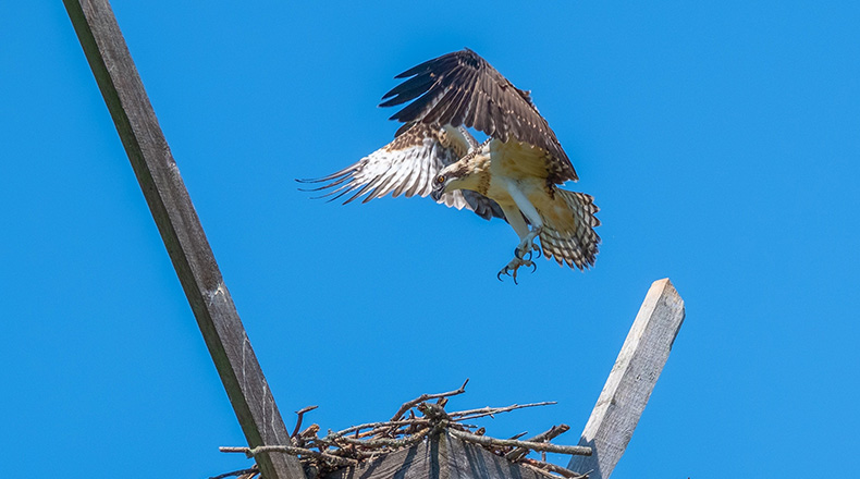 Osprey flying into nest