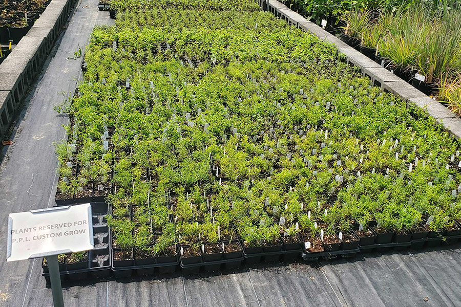 mountain mint growing